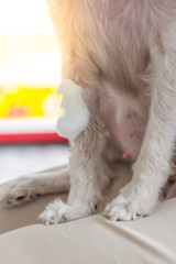 Fototapeta na wymiar Dog broken leg with bandage in veterinary clinic