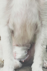 Dog abdomen surgery bandage in veterinary clinic