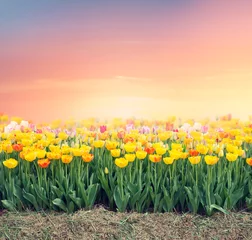 Fotobehang Colorful tulip field © SunnyS
