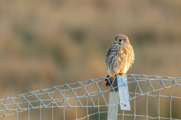 Male Kestrel Resting on a Metal Fence