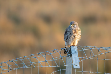 Male Kestrel Resting on a Metal Fence
