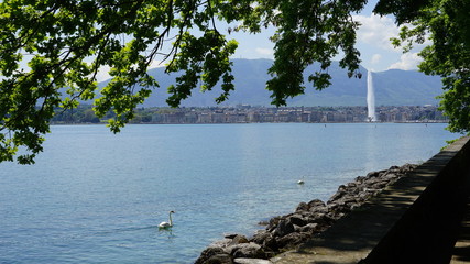Swan in water during the summer in Geneva, Switzerland