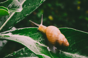 snail on a green leaf