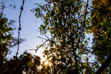 Fence Sunset