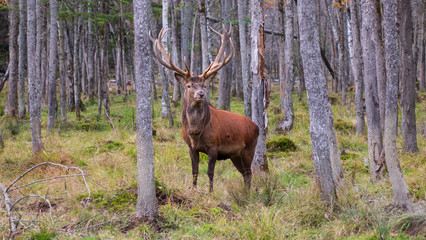 Naklejka na ściany i meble A large elk in the woods