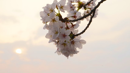 Cherry blossoms against a beautiful sunset in Japan