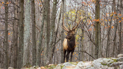 A large elk in the woods