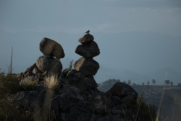 ave sobre la roca