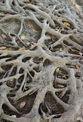 big roots from an old tree in winter - texture of the floor of a forest with leaves