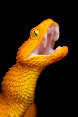 Colorful Bush Viper Snake (Atheris squamigera) with open mouth