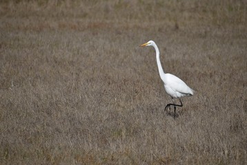 A great egret (Ardea alba) strides across a field of dry grass