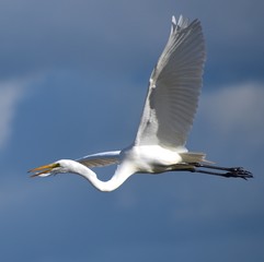 A great egret (Ardea alba) in flight