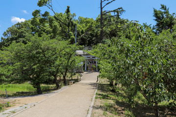 夏の緑に囲まれた小さな神社
