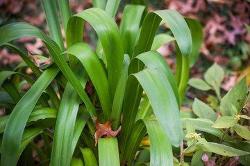 Agapanthus africanus is a flowering green plant