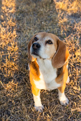 Adorable beagle sitting on the grass at meadow looking up