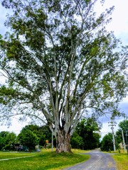 gran árbol