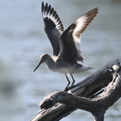 birding