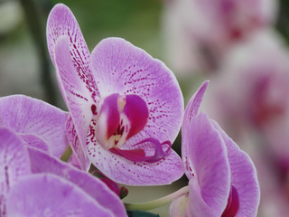 Flower for spring. Purple orchid with white accents and big highlight