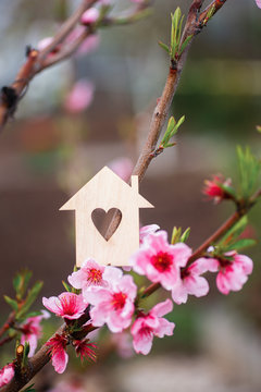Closeup wooden house with hole in form of heart surrounded by pink flowering branches of spring peach trees. © alexaphotoua