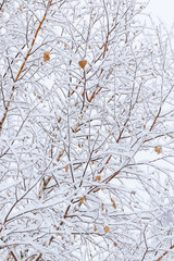 Winter background - birch branches with the remains of dry yello