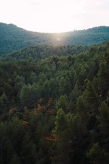 Fototapeta na wymiar ladera de una montaña llena de pinos verdes en atardecer en otoño