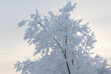 Winter background - tree branches covered with dense snow in bac