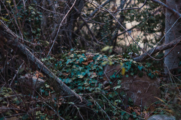Naklejka na ściany i meble piedra cubierta por hojas veres húmedas rodeadas de ramas en un frondoso bosque