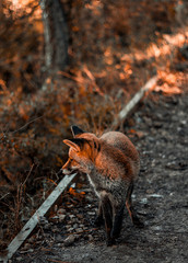 zorro cojo anaranjado mirando hacia el lado en un camino rodeado por vegetación anaranjada de...