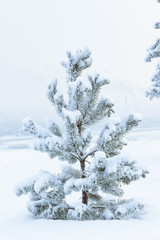 Winter landscape - young little pine tree covered with snow
