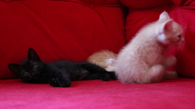 playing cats litle