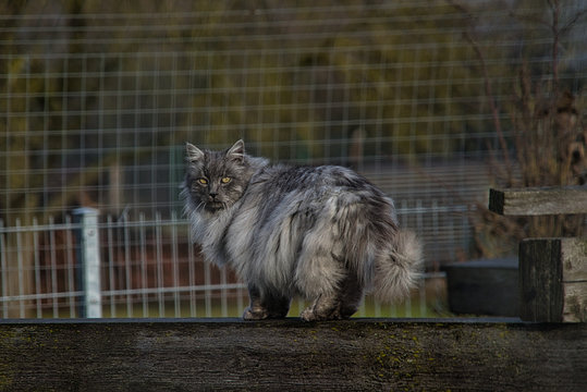 Graue T&uuml;rkische Angora Katze mit gr&uuml;nen Augen und langem Fell