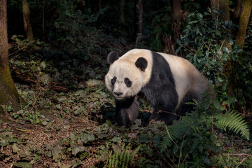 Fototapeta premium Front View of Panda Bear 