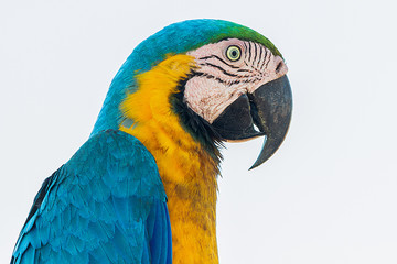 caninde macaw 2