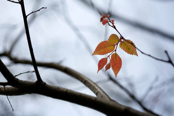 The last few leaves on the autumn tree