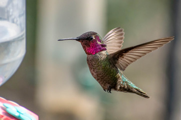 Colorful hummingbirds in flight and feeding during the spring © Chris Rubino