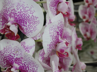 Flower for spring. White Orchids with Purple Details