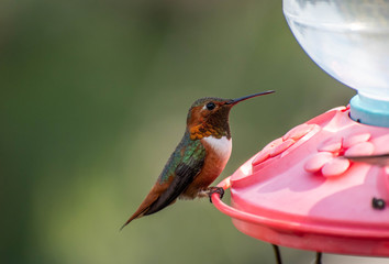A colorful hummingbird resting on a feeder