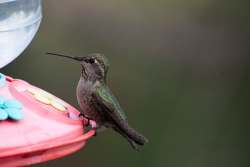 Fototapeta premium Beautiful and colorful hummingbirds flying around a feeder