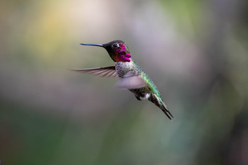 Fototapeta na wymiar Beautiful and colorful hummingbirds flying around a feeder