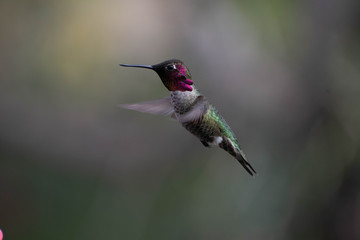 Naklejka na ściany i meble Beautiful and colorful hummingbirds flying around a feeder