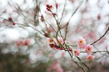 Cold winter, pink plum blossoms are blooming beautifully on the branches