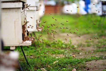 Hardworking bees live in a white hive wooden box