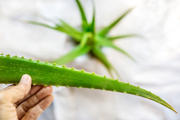 Leaf of aloe vera in woman's hand.