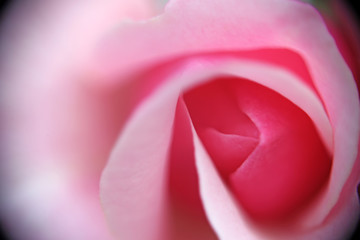 Light pink romantic and beautiful rose