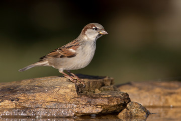 House sparrow on a backyard home feeder