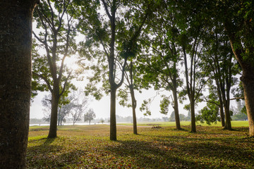 Nature views of green park with at morning.