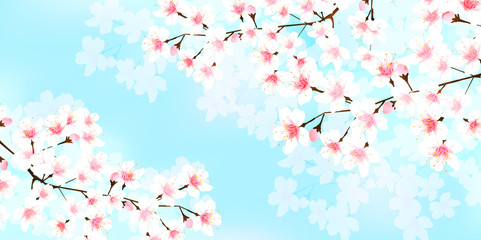  桜　春　花　背景