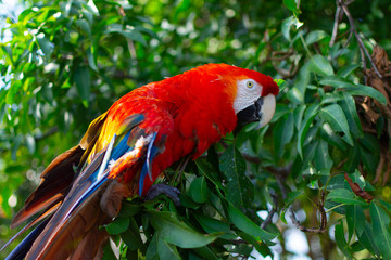 Macaw or giant blue and yellow red parrot perched on a tree. Bio