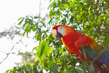 Macaw or giant blue and yellow red parrot perched on a tree with