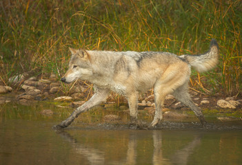 Northern Timber Wolf wading in river